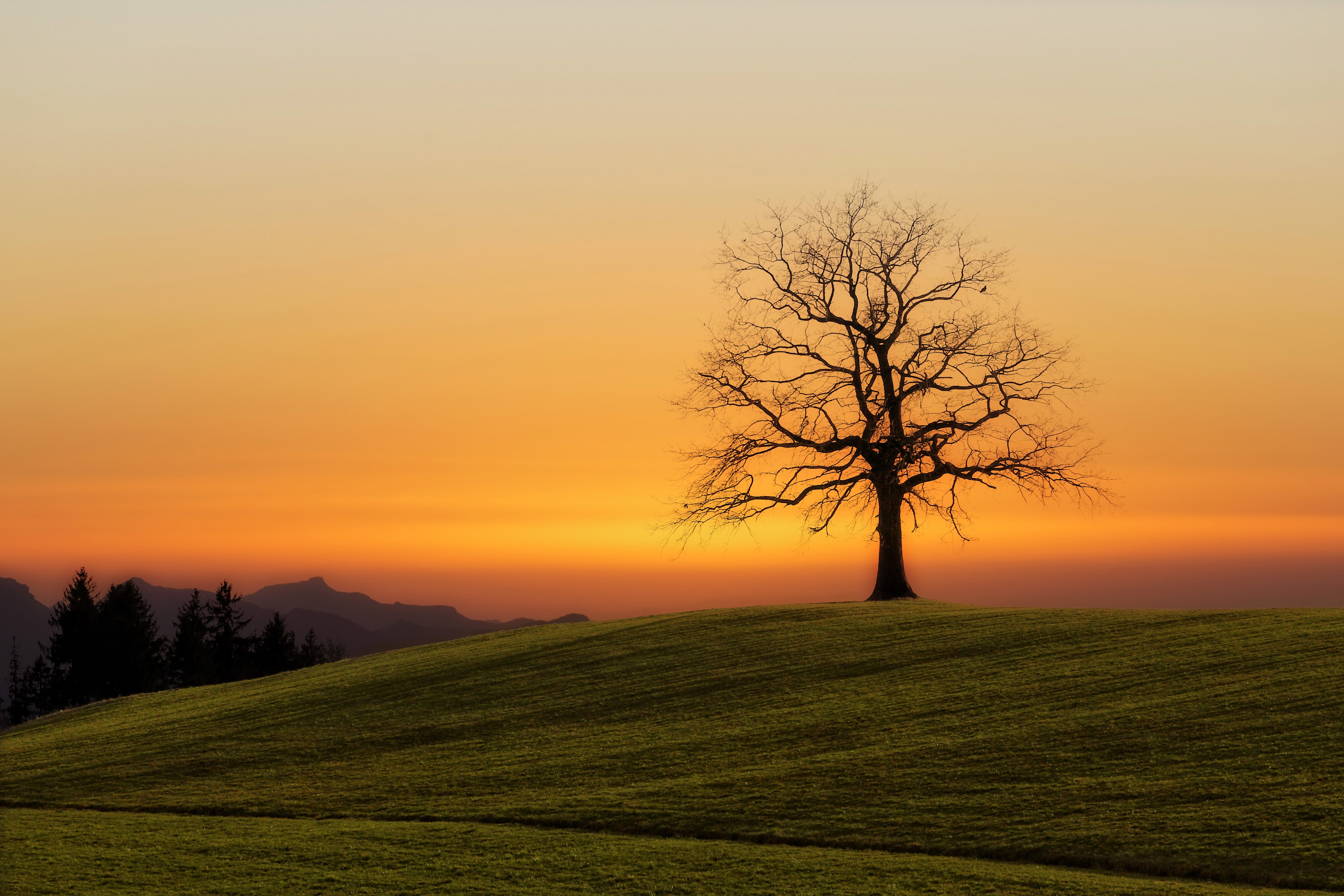 a sun setting over a hill with a tree, representing retirement and later stages in life