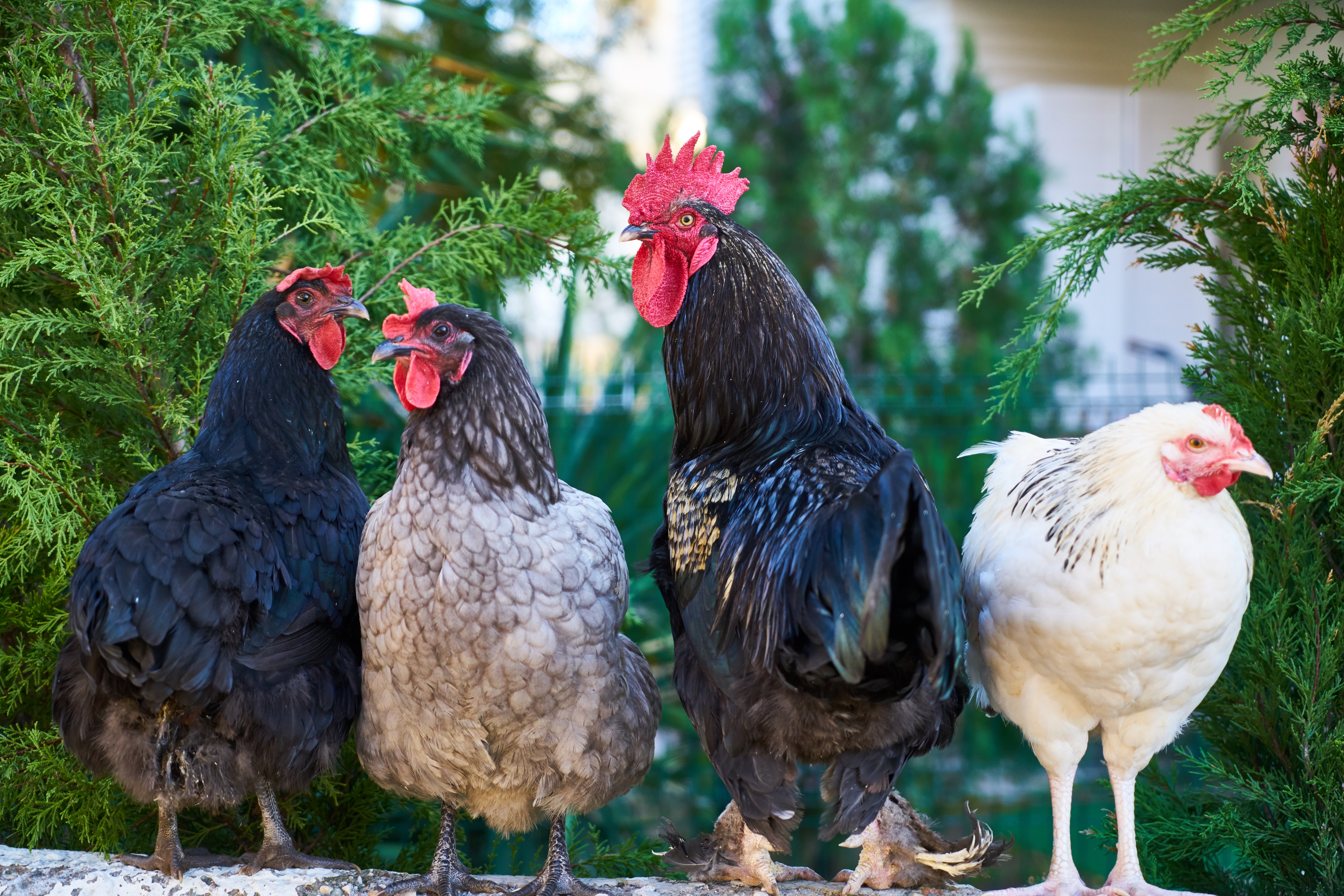 Four chickens representing the questionable ingredient at the heart of a defamation lawsuit